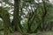 Ancient Canyon Live Oaks via Ancient Oaks Trail