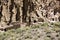 Ancient Cave Cliff Dwelling in Bandalier National Monument New Mexico