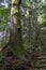 Ancient Cedar trees at Daimon Zaka