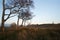 Ancient chalk white horse in landscape at Cherhill Wiltshire Eng