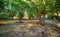 Ancient chestnut trees in Sanctuary of La Alcobilla located on an old Celtic temple. Zamora, Spain