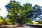 Ancient chestnut trees in Sanctuary of La Alcobilla located on an old Celtic temple. Zamora, Spain