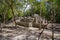 The ancient city of Koba in the tropical jungle of Yucatan.