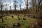Ancient coppiced woodland
