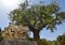 Ancient corinthian columns and very old olive tree, Jerusalem, Israel