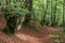 Ancient deciduous trees with soil full of leaves