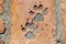 Ancient Dog Footprints on the Ancient Ruined Temple Brick Floor in The Historic City of Ayutt