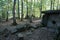 Ancient dolmen in the depths of the forest in the valley of the Pshada River in the Caucasus