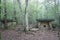 Ancient dolmen in the depths of the forest in the valley of the Zhane River in the Caucasus