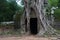 Ancient Door entangled with old trees around in Ankgor wat mossy