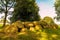 Ancient Dutch megalithic tomb dolmen hunebed