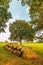 Ancient Dutch megalithic tomb dolmen hunebed