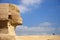 Ancient Egypt Cairo Giza Sphinx, Camel, Travel