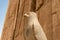 Ancient egyptian architecture ruins. hieroglyphs and columns of the Temple of Horus at Edfu, in Egypt