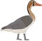 Ancient Egyptian Goose