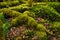 Ancient evocative and mysterious moss forest