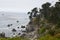 Ancient fir trees off Pacific Coast shoreline at Esalen