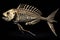 Ancient fish fossil complete skeleton , animals, marine life