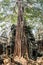 Ancient gallery of amazing Ta Prohm temple overgrown with trees. Mysterious ruins of Ta Prohm nestled among rainforest