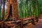 Ancient General Sherman Tree in Sequoia National Park