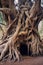 an ancient, gnarled tree trunk with twisted roots