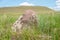 Ancient gravestone in the steppe of southern Siberia