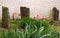 Ancient Gravestones in a Garden in Spring