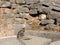 Ancient Greek Stone Wall and a Grey Tabby Cat, Sanctuary of Apollo, Mount Parnassus, Greece