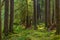 Ancient Groves Nature Trail in Olympic National Park, Washington, United States