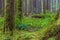 Ancient Groves Nature Trail in Olympic National Park, Washington, United States