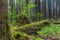 Ancient Groves Nature Trail in Olympic National Park, Washington, United States