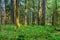 Ancient Groves Nature Trail in Olympic National Park, Washington, United States