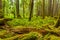 Ancient Groves Nature Trail in Olympic National Park, Washington, United States