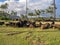 Ancient Hawaiian temple, or Heiau,