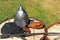 An ancient helmet, sword and chain mail are made of metal and shield for protection in battle.