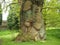 Ancient horse chestnut tree trunk in spring