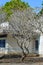 Ancient house with plumeria tree