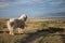 ANCIENT HUNGARIAN SHEEPDOG - KOMONDOR