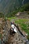 Ancient Inca Steps