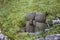 Ancient Japanese Jizo statues representing the guardian deity of children and travellers