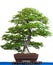 Ancient japanese maple tree as bonsai