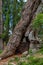 Ancient larches, Ulten Valley, South Tyrol