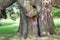 Ancient large oak tree trunk.