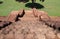 Ancient laterite stone stairway down of the base of the main stupa, Khao Klang Nok, influence of Draravati culture 8th-9th century