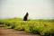 An ancient lonely menhir stands in the steppe by the side of a field road