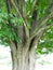 Ancient maple tree branches at Hancock Shaker Village