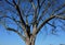 Ancient maples and their strong trunks in the park. Gray bark of a solitary tree. After cutting the broken branch, the arborist cl