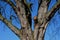 Ancient maples and their strong trunks in the park. Gray bark of a solitary tree. After cutting the broken branch, the arborist cl