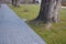 Ancient maples and their strong trunks in the park by the road. Gray concrete pavement and wooden benches in the background. dry l