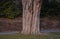 Ancient maples and their strong trunks in the park by the road. Gray concrete pavement and wooden benches in the background. dry l